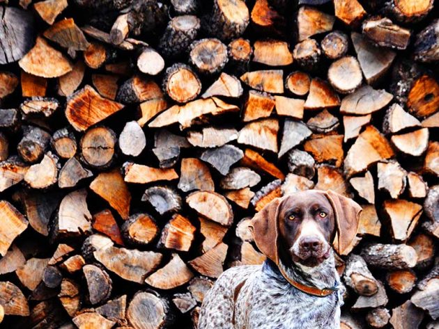 Billy-Couper---Dog-amongst-Logs