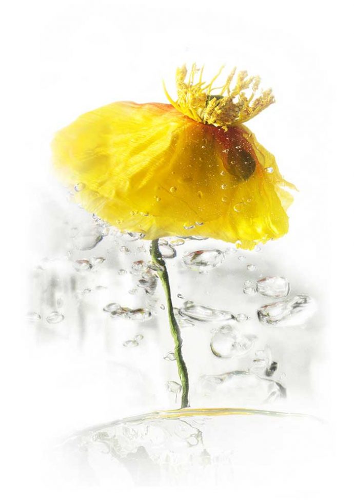 geraldine-martinez-flower-series-YELLOW