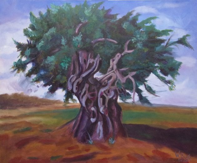 Wanda-Bush-Olive-Tree